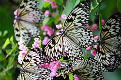 Butterfly kingdom.