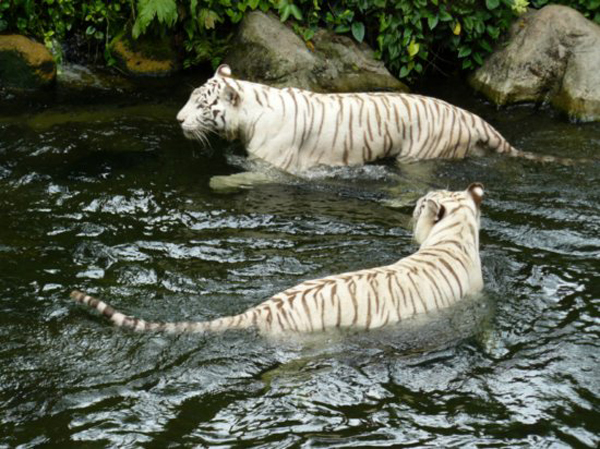 White Tigers.